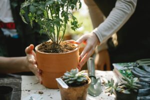 gardeners planting seedling in pots in greenhouse