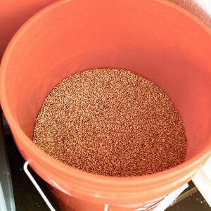 This orange 5 gallon bucket stores the wheat berries for making sprouted wheat flour