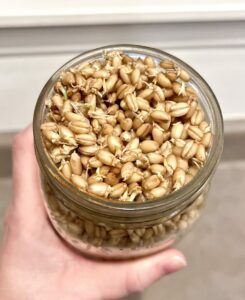 Wheat berries have expanded and now showing sprouts.