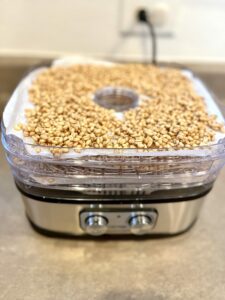 Sprouted wheat berries layered in a food dehydrator.